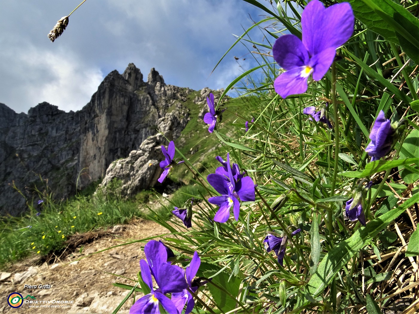 15 Viola di Duby (Viola dubyana) con vista sul Torrione d'Alben.JPG